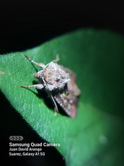 Lepidoptera