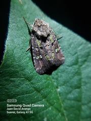 Lepidoptera