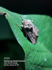 Lepidoptera