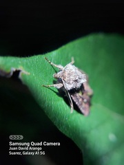 Lepidoptera