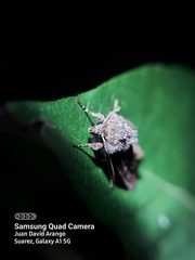 Lepidoptera