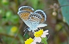 Brephidium exilis exilis