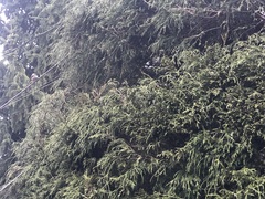 Poecile atricapillus