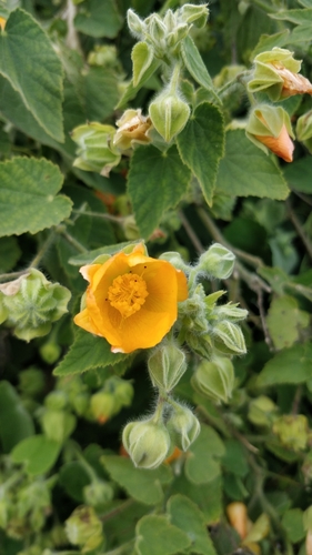 Abutilon grandifolium image