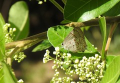 Tmolus echion
