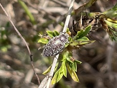 Epitragodes tomentosus