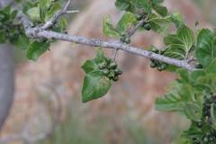 Afrocanthium