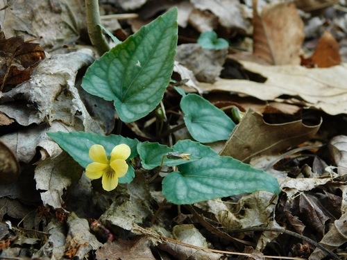 Viola hastata