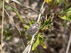 Epitragodes tomentosus