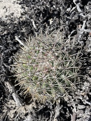 Ferocactus fordii