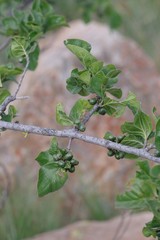 Afrocanthium