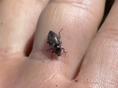 Epitragodes tomentosus