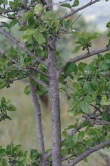 Afrocanthium