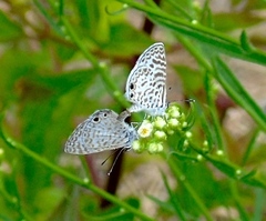 Leptotes cassius cassidula