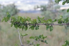 Afrocanthium