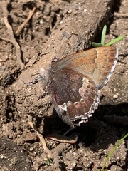 Callophrys mossii