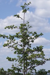 Afrocanthium