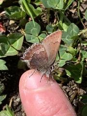 Callophrys mossii