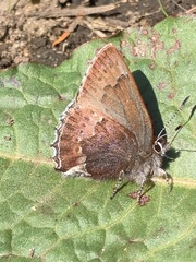 Callophrys mossii