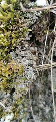Cladonia