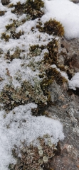Cladonia