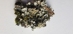 Cladonia