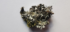 Cladonia