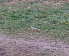 Streptopelia decaocto