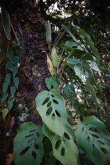 Monstera siltepecana