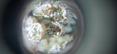 Cladonia