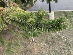 Pinaceae