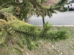 Pinaceae