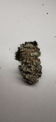 Cladonia