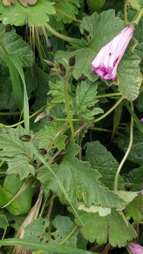 Convolvulus althaeoides image