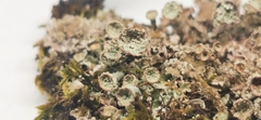 Cladonia