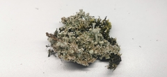 Cladonia