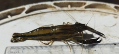 Macrobrachium americanum