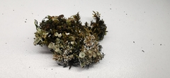 Cladonia