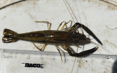 Macrobrachium americanum