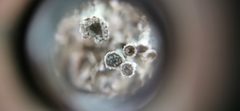Cladonia