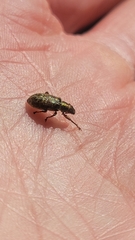 Pachyrhinus californicus