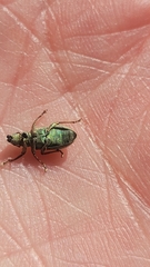 Pachyrhinus californicus