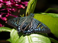 Phocides urania urania