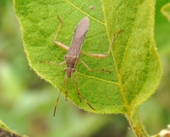 Burtinus notatipennis