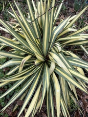 Yucca filamentosa variegata