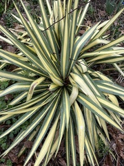 Yucca filamentosa variegata