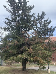 Pinaceae