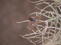 Euphydryas chalcedona corralensis