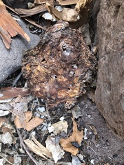 Daleomyces phillipsii