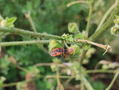 Pyrrhocoris apterus